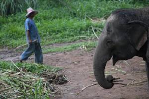 Elephant kills Thai man at beachside restaurant