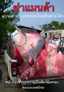 หลังเห็นภาพสุดโหด ชาวเน็ตจุดกระแสจี้รัฐจัด “กระเบนราหู” เป็นสัตว์คุ้มครอง