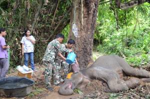 ช้างป่าแก่งกระจานทรุดหลังล้มนอนครั้งที่ 3 สัตวแพทย์เผยอาการน่าเป็นห่วง