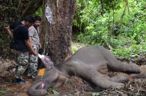 ช้างป่าแก่งกระจานทรุดหลังล้มนอนครั้งที่ 3 สัตวแพทย์เผยอาการน่าเป็นห่วง