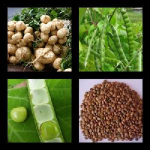 ระวัง! เมล็ดมันแกวแก่ มีพิษถึงตาย ดับแล้วหลายราย