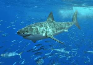 ฉลามไม่ทราบสายพันธุ์งาบหนุ่มใหญ่เจ็บสาหัส นอกฝั่งนอร์ทแคโรไลนา