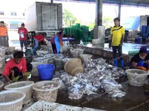 แพปลาเมืองคอนวอนรัฐเร่งแก้ปัญหาประมงผิดกฎหมาย หวั่นกระทบแรงงานร่วมหมื่นชีวิต