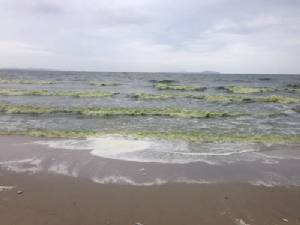 “แพลงก์ตอนบูม” ทะเลบางแสน น้ำทะเลมีสีเขียวส่งกลิ่นเหม็นคลุ้ง (ชมคลิป)