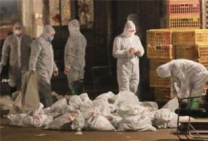 เป็นเรื่อง! พบเชื้อมรณะ“ไข้หวัดนก”   สายพันธุ์ H7N7 โผล่ในอังกฤษ ยัน ติดต่อคนได้  ฆ่าไก่ทิ้งแล้วเกือบ 2 แสนตัว