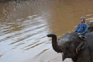 Thai man arrested for electrocuting three elephants