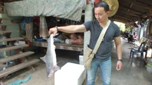ชาวราชบุรีพบปลาฉลามโผล่กลางแม่น้ำแม่กลอง จับมาขาย-ทำอาหาร