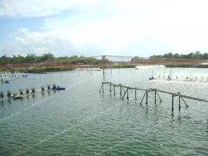 ผลผลิตกุ้งตรังลดลงกว่าครึ่งในรอบ 3 ปี ตกจากอันดับ 1 มาเป็นอันดับ 5 ของโลก