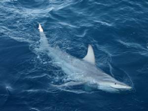 Diver killed by shark in Australia: reports