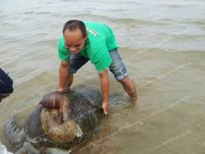 ตายอีก เต่าทะเลถูกใบพัดเรือฟันกระดองแตกลอยเกยหาดที่ชุมพร