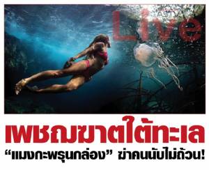 เพชฌฆาตใต้ทะเล “แมงกะพรุนกล่อง” ฆ่าคนนับไม่ถ้วน!