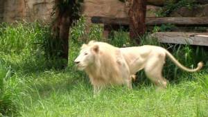 ตกลูกตัวแรกแล้ว “สิงโตขาว” สวนสัตว์ขอนแก่น เชิญตั้งชื่อชิงเงินหมื่นบาท
