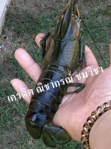 เรามาถึงจุดนี้แล้ว “กุ้งเอเลี่ยน” ระบาดตามแหล่งน้ำ