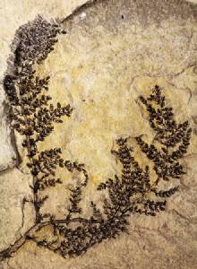 พบฟอสซิลใต้น้ำอายุ 130 ล้านปี ไม่มีกลีบแต่เป็นพืชดอกยุคแรก