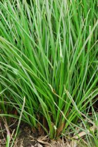 สมุนไพรไม้เป็นยา : หญ้าแฝกหอม ยับยั้งเชื้อรา ต้านเบาหวาน