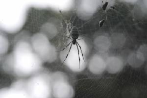 Australia spider possible new species of deadly funnel-web