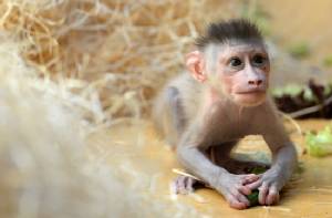 Philippines suspends monkey exports after Ebola deaths
