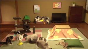 น่ารัก! กูเกิลจับเกมน้องแมว "Neko Atsume" มาทำเวอร์ชันโลกจริง