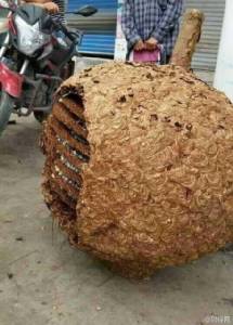 นักปีนเขาตะลึง! เจอปราสาทผึ้งหลังยักษ์ หนักเกือบร้อยกิโลฯ (ชมภาพ)