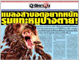 แมลงสาบอดอยากหนัก รุมแทะหมูปางตาย!