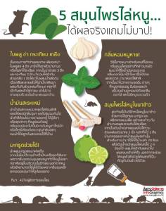 5 สมุนไพรไล่หนู... ได้ผลจริงแถมไม่บาป!