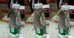 คนจีนแค้นหนูกัดแทะจับได้เจอโทษหนัก!!