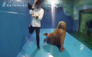แสนรู้! วอลรัสเต้นเพลง Smooth Criminal ถอดแบบไมเคิล แจ็คสัน  [ชมคลิป]