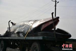 ชาวบ้านตะลึง เจอซากวาฬยักษ์ 3.9 ตัน เกยตื้นริมชายหาดซันตง (ชมภาพ)