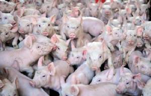 Iran swine flu outbreak kills 33 in three weeks: state media
