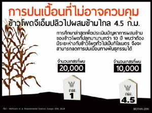 "ชีววิถี" โต้กลับ สวทช. ยันปลูกพืช GMO เหลื่อมเวลาก็ยังปนเปื้อนพันธุกรรมอยู่ดี