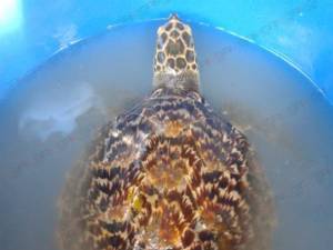 พบอีก! เต่าทะเลตัวที่ 3 เกยหาด ชาวหัวไทร จ.นครศรีฯ นำชะล้างคราบน้ำมันก่อนส่งต่อศูนย์วิจัย