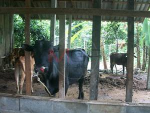 ผวา! โรคปากเท้าเปื่อยระบาดหนักในวัวที่พัทลุง ชี้จังหวัดยังขาดแคลนวัคซีนป้องกัน