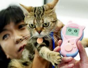 ทาสแมวเงิบ! สั่งซื้อแมวพันธุ์หรูทางออนไลน์ แต่กลับได้เหมียวบ้านๆ ไร้วิญญาณ