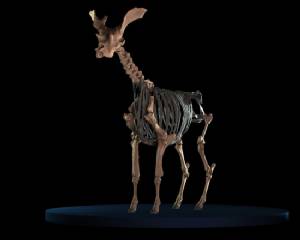 Giraffe-like animal