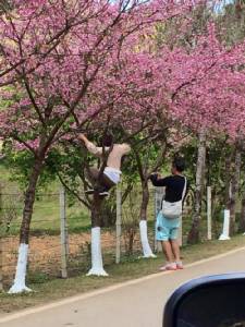 ธรรมชาติพังเพราะเซลฟี! ตะกายปีนต้นนางพญาเสือโคร่งแชะภาพคู่
