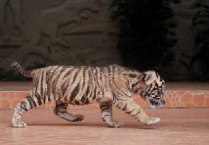 Tiger attacks keeper at Australian zoo