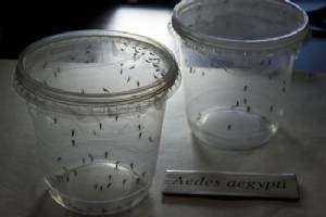 Three people test positive for Zika in New York: authorities