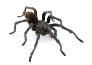New tarantula is named after music legend Johnny Cash