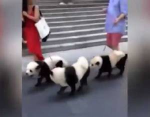 (ชมคลิป) เมื่อเชาเชา กลายเป็นแพนด้า ถูกจูงเดินริมถนน