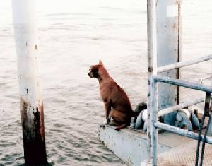 จับใจ! เผย(ภาพ)น้องหมาตกเรือโยงนั่งเหม่อมองสายน้ำคอยเจ้าของนานร่วมเดือน