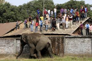 หนีตับแลบ! “ช้างป่าหลงฝูง” วิ่งไล่ชาวบ้านกลางเมืองอินเดีย-บ้านพังไปเกือบ 100 หลัง (ชมคลิป)