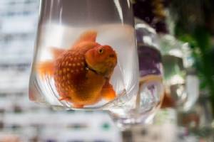 Japanese mum made daughter eat 30 pet goldfish: police, media