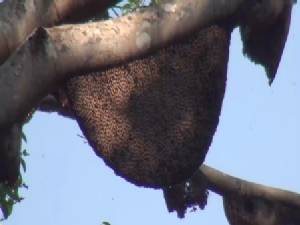 พบผึ้งหลวงหนีไฟป่าทำรังบนต้นไทรยักษ์กลาง อช.แจ้ซ้อนนับร้อย