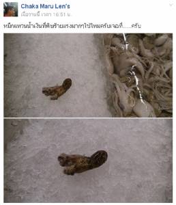 สกลนครแจงไม่พบ “หมึกวงน้ำเงิน” ในแหล่งขาย ห่วงปลาหมึกปนเปื้อนฟอร์มาลิน