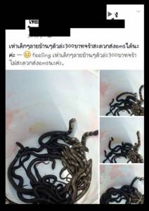 ไปรษณีย์ผวา แม่ค้าแพ็กงูยัดพัสดุขาย!!
