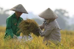 อินโดฯ-ปินส์ ดันยอดเวียดนามส่งออกข้าวเกิน 1 ล้านตัน 2 เดือนแรกของปี