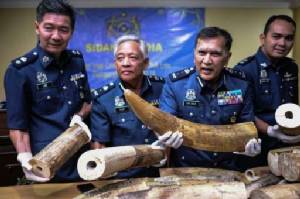 ศุลกากรมาเลย์ตรวจยึด “งาช้าง” ลักลอบนำเข้า 159 กิโล