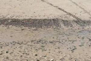 สัตว์ประหาดชายหาดกมลาพบเป็นทากทะเล คาดเกิดจากน้ำเปลี่ยนแปลง