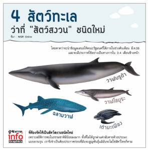 4 สัตว์ทะเลว่าที่ "สัตว์สงวน" ชนิดใหม่  วาฬบรูด้า-วาฬโอมูระ-ฉลามวาฬ-เต่ามะเฟือง
