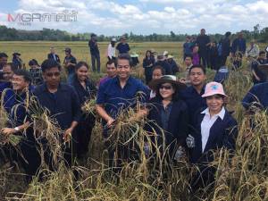 องคมนตรีร่วมเกี่ยวข้าวกับชาวสุไหงปาดี หวังฟื้นฟูอาชีพทำนาพันธุ์พื้นเมือง